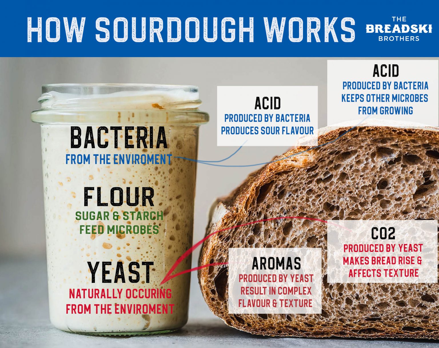 This is How Sourdough Bread Actually Works Breaducation The